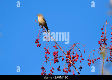 Vogel auf chokecherry, Shoalwater Bay Gerät, Klamath Wildlife, Oregon Stockfoto