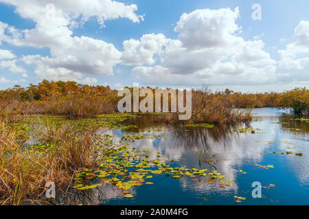 Blick auf Süßwasser-Sumpf von anhinga Trail Promenade in den Everglades National Park. Florida. USA Stockfoto