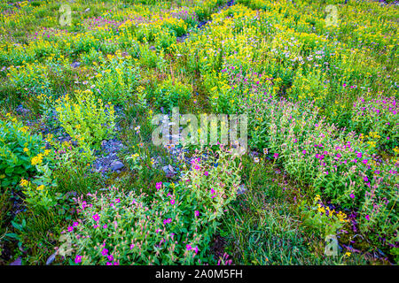 Hidden Lake Trail Stockfoto