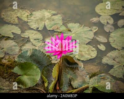 Eine einzelne dunkel rosa Seerose (Nymphaea) Lateinamerika - blühen in einem Teich in der Tempelanlage Angkor Wat in Kambodscha. Stockfoto