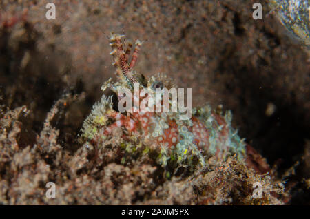 Saron Shrimp, Saron Marmoratus, Nachttauchgang, Tauchplatz Scuba Seraya House Reef, Seraya, Karangasem, Bali, Indonesien Stockfoto