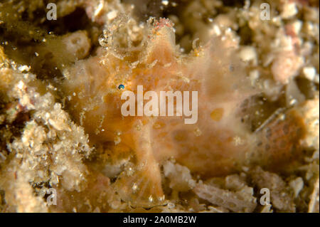 Scharlach-Anglerfisch, Antennatus coccineus, Wainilu-Tauchplatz, Rinca Island, Komodo-Nationalpark, Kleine Sunda-Inseln, Indonesien Stockfoto