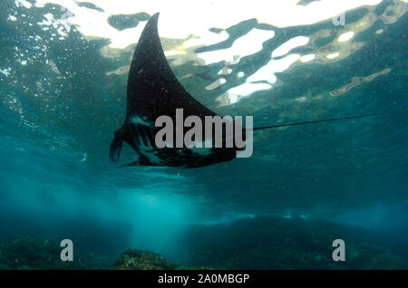 Riff Manta Ray, Manta alfredi, verwundbar, durch Insel mit brechenden Wellen, Manta Alley Tauchplatz, Padar Island, Komodo Nationalpark Stockfoto