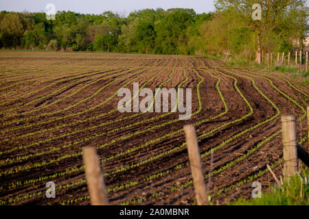 Frühling Pflanzen beginnen durch die reichen schwarzen Boden der Central Illinois Ackerland in der Nähe von Peoria zu schüren. Stockfoto