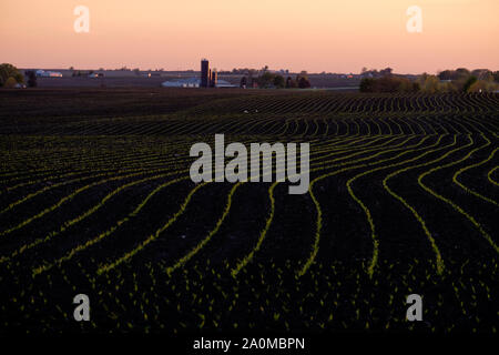 Frühling Pflanzen beginnen durch die reichen schwarzen Boden der Central Illinois Ackerland in der Nähe von Peoria zu schüren. Stockfoto