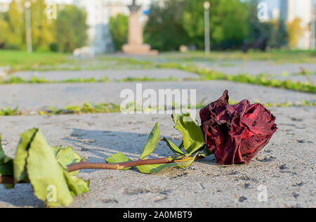 Eine alte gefallen, Verdorrte, gebrochene rote Rose liegt auf dem gepflasterten Gehweg im City Park Stockfoto