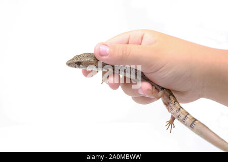 Madrean Alligator Lizard (Elgaria Kingii) Stockfoto