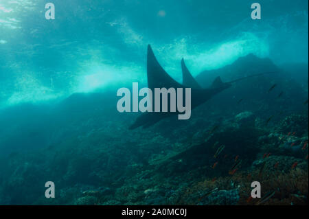 Riff Manta Ray, Mobula alfredi, verwundbar, Schwimmen in Untiefen auf der Insel, Manta Alley Tauchplatz, Padar Island, Komodo National Park Stockfoto