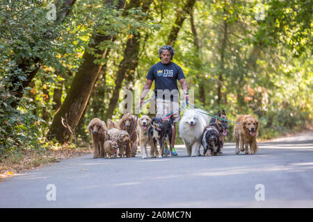 Professionelle dog Walker und Trainer Juan Carlos Zuniga unter Hunden verschiedener Rassen für einen Spaziergang im Park. Stockfoto