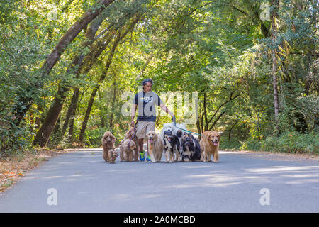 Professionelle dog Walker und Trainer Juan Carlos Zuñiga, mehrere verschiedene Rassen von Hunden für einen Spaziergang im Park. Stockfoto