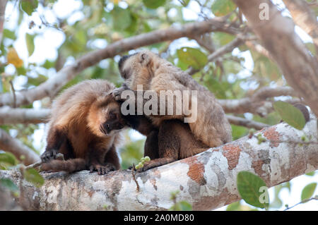 Schwarz-gestreifte Kapuziner Affen (Sapajus libidinosus), in der sozialen Pflege (allogrooming) im Pantanal, Brasilien eingerückt Stockfoto