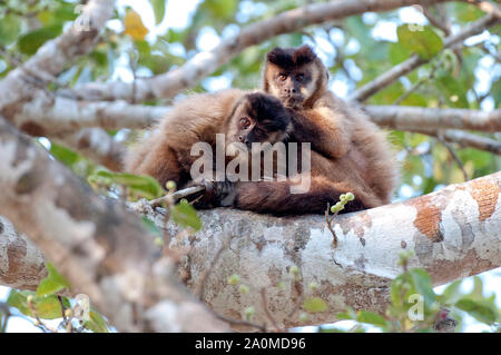 Schwarz-gestreifte Kapuziner Affen (Sapajus libidinosus), in der sozialen Pflege (allogrooming) im Pantanal, Brasilien eingerückt Stockfoto