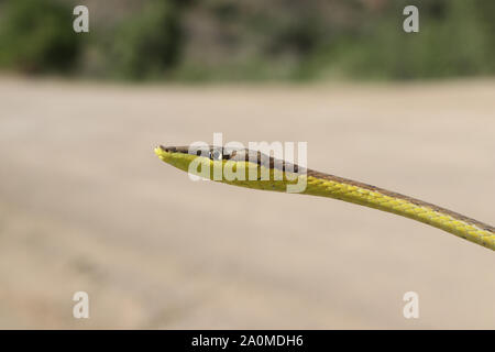 Daudin der Rebe Schlange (Oxybelis aeneus) Mexikanische Braun Vinesnake Stockfoto