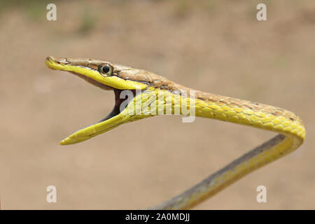 Daudin der Rebe Schlange (Oxybelis aeneus) Mexikanische Braun Vinesnake Stockfoto