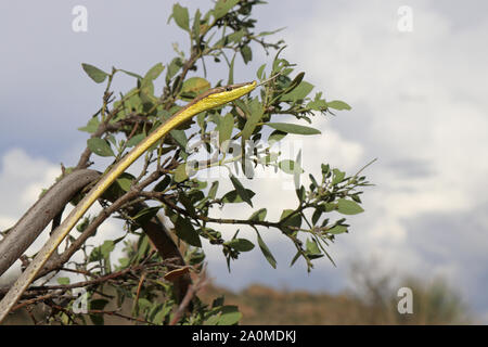 Daudin der Rebe Schlange (Oxybelis aeneus) Mexikanische Braun Vinesnake Stockfoto