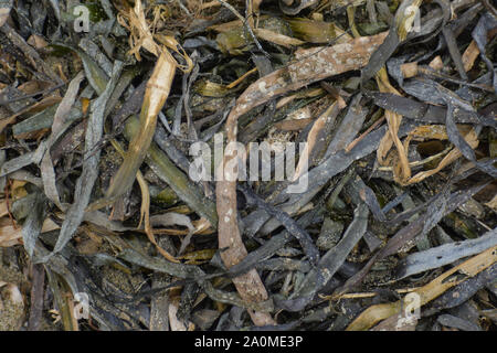 Natürliche Muster von getrockneten Algen am Strand zu verheddern - close-up Stockfoto