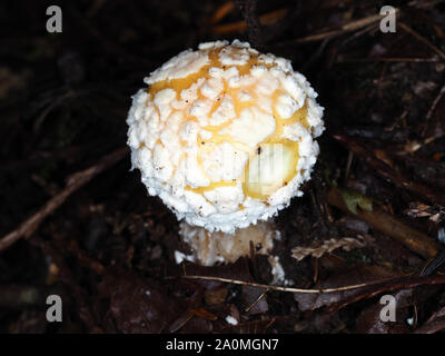 Der junge Amanita-Pilz wuchs im US-Bundesstaat Washington, wahrscheinlich wurde er von einem Tier gebügelt Stockfoto