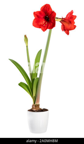 Blühende Amaryllis Zimmerpflanze in einem weißen Topf mit einer Knospe und zwei bunte lebendige rote Blumen isoliert auf weißem Stockfoto