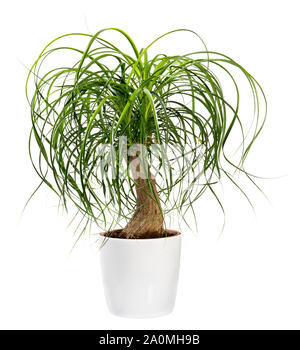 Beaucarnea recurvata oder Nolina recurvata Pflanze, sonst den Pferdeschwanz Palm, Topfpflanzen in einem großen weißen Wanne isoliert auf weißem Stockfoto