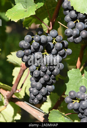 Der Dornfelder ist eine Rotweinsorte mit blauen116. Der Dornfelder, ist eine rote Rebsorte mit blauen Trauben. Stockfoto