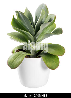 Kalanchoe thyrsiflora Pflanze, einem dekorativen blühende Pflanze im südlichen Afrika, in einem weißen generische Pot Isolated On White Stockfoto