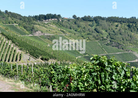 Der Weinberg Kroever Nacktarsch ist eine Wein Grosslage an der Mosel. Der Weinberg Kroever Nacktarsch ist ein großer Weinberg an der Mosel. Stockfoto