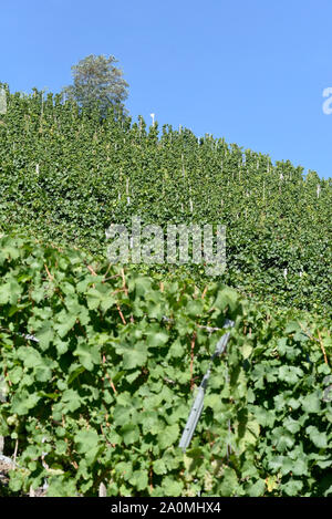 Der Weinberg Kroever Nacktarsch ist eine Wein Grosslage an der Mosel. Der Weinberg Kroever Nacktarsch ist ein großer Weinberg an der Mosel. Stockfoto