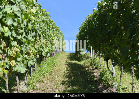 Der Weinberg Kroever Nacktarsch ist eine Wein Grosslage an der Mosel. Der Weinberg Kroever Nacktarsch ist ein großer Weinberg an der Mosel. Stockfoto