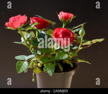 Rote Zwergrose in einem Topf. Rot miniatur Rose in einem Topf. Stockfoto