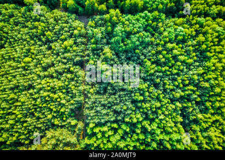 Blick von oben auf die grüne Wald im Sommer, Luftaufnahme Stockfoto