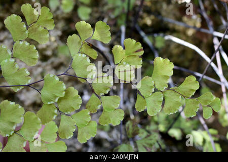 Adiantum capillus-VENERIS-wild fern Stockfoto