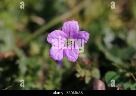 Erodium botrys - wilde Blume Stockfoto