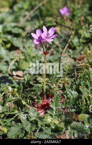 Erodium botrys - wilde Blume Stockfoto