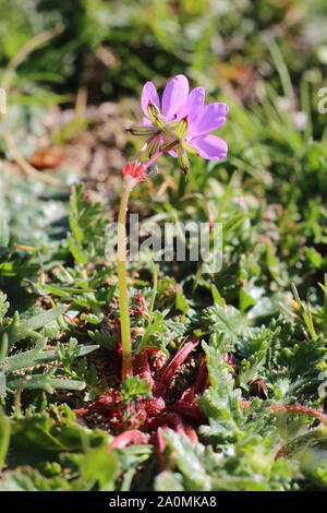 Erodium botrys - wilde Blume Stockfoto