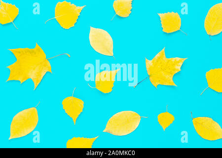 Herbst gelbe Blätter auf einem blauen Hintergrund. Stockfoto