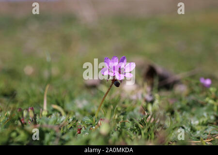 Erodium botrys - wilde Blume Stockfoto