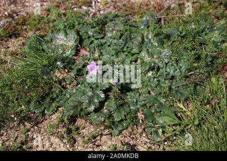 Erodium botrys - wilde Blume Stockfoto