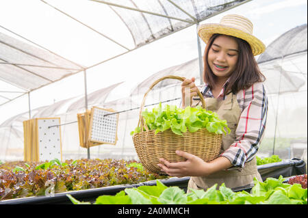 Jungen Asiatischen hydroponics Bio Bauer sammeln Gemüse Salat in Korb mit Gärtnerei Gewächshaus. Menschen Lebensstile und Business. Indoor landwirtschaftliche Erzeug Stockfoto