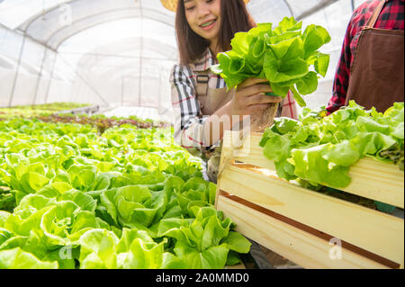 Asiatische Frau hydroponics Bio Bauer und Mitarbeiter sammeln Gemüse Salat in Holzbox mit Gewächshaus. Menschen Lebensstile und Business. Pflege Stockfoto