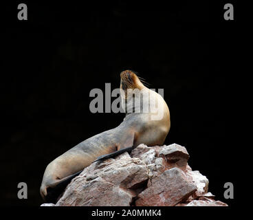 Südamerikanische Seelöwe (Otaria flavescens) ruht auf einem Rock, Leiter lehnte sich nach hinten. Ballestas Inseln, Peru Stockfoto