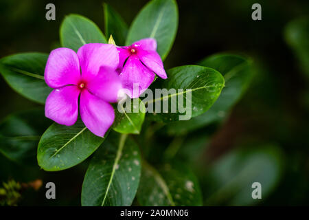 Catharanthus roseus. Allgemein als Madagascar periwinkle oder rosige Immergrün bekannt, Sadafuli Blume ist eine Pflanzenart aus der Gattung Catharanthus native und endemische Stockfoto