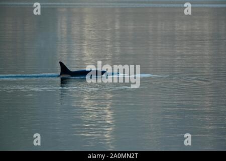 Hungrig Orca genießen die Wasser der Glacier Bay auf der Suche nach Lachs in Tracy Arm, Glacier Bay National Park, Alaska Stockfoto