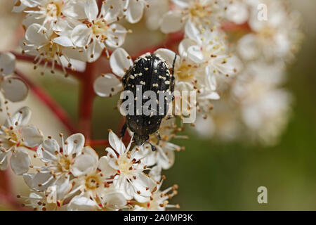 Käfer Käfer oder Beetle oder Juni Bug oder Mediterranen beschmutzt oxythyrea funesta Käfer Latein in Pollen auf eine photinia Blume abgedeckt Stockfoto