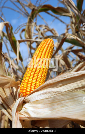 Große Maiskolben mit gelben Samen und getrocknete Blätter in späteren Sommer Stockfoto