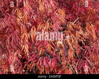 Garney Acer palmatum Japanischer Ahorn im Herbst fallen Colores, bevor es seine Blätter für Winter in Huddersfield Yorkshire England verliert Stockfoto