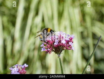 Bumble Bee fressen in einem violetten Verbena bonariensis Blume an einem sonnigen Tag. Stockfoto