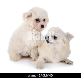 Junge Bichon Frise und Chihuahua vor weißem Hintergrund Stockfoto