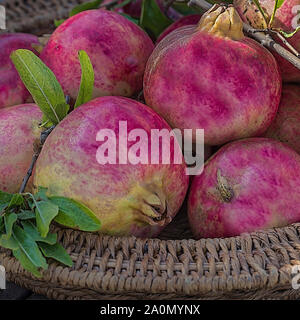 Rohe frische Punica Granatum sonst gemeinhin als granatäpfel bekannt. Von Hand gepflückt von Baum in einem Korb. Studio gedreht. Stock Bild. Stockfoto