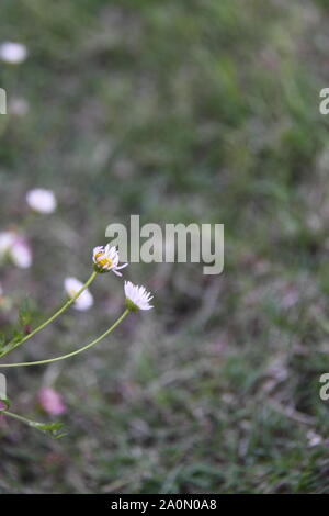 Mexikanische Gänseblümchen (erigeron Karvinskianus) Stockfoto