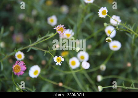 Mexikanische Gänseblümchen (erigeron Karvinskianus) Stockfoto